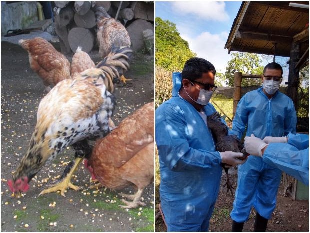 Jornada de vacunación contra el Newcastle en aves de traspatio en el Tolima  | El Cronista