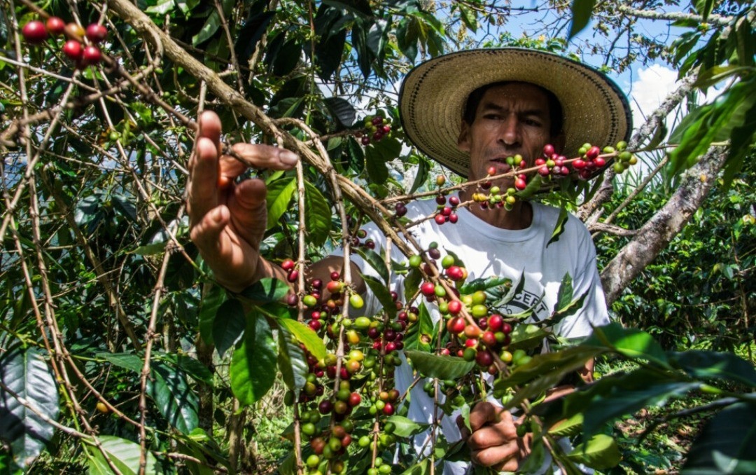 Campesinos del Cañón de las Hermosas producen café como apuesta de paz en el sur del Tolima