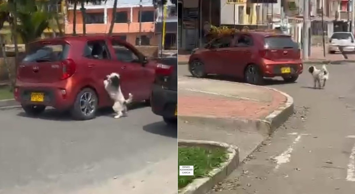 Captan en video el presunto abandono de un perrito en las calles de Ibagué  | El Cronista | Periodismo de análisis y opinión de Ibagué y el Tolima